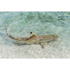 Snorkeling Trip to Phi Phi and Bamboo Islands from Phuket  