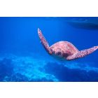  Day Trip to Surin Islands from Phuket