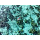 One-day snorkeling  trip to Koh Rok and Koh Haa (available from 15th of okt -till 15th of may)