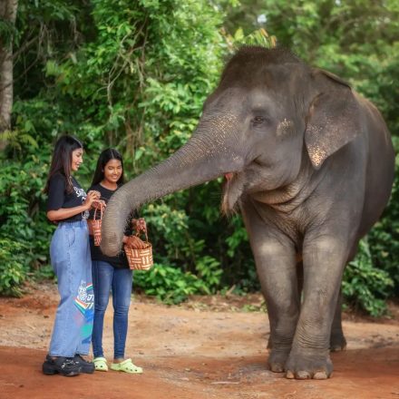 Elephant Programs in Phuket