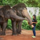 Elephant Programs in Phuket