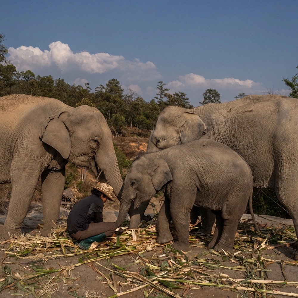 Discover Thailand’s Wild Side: Elephants, Rare Birds, and Jungle Adventures
