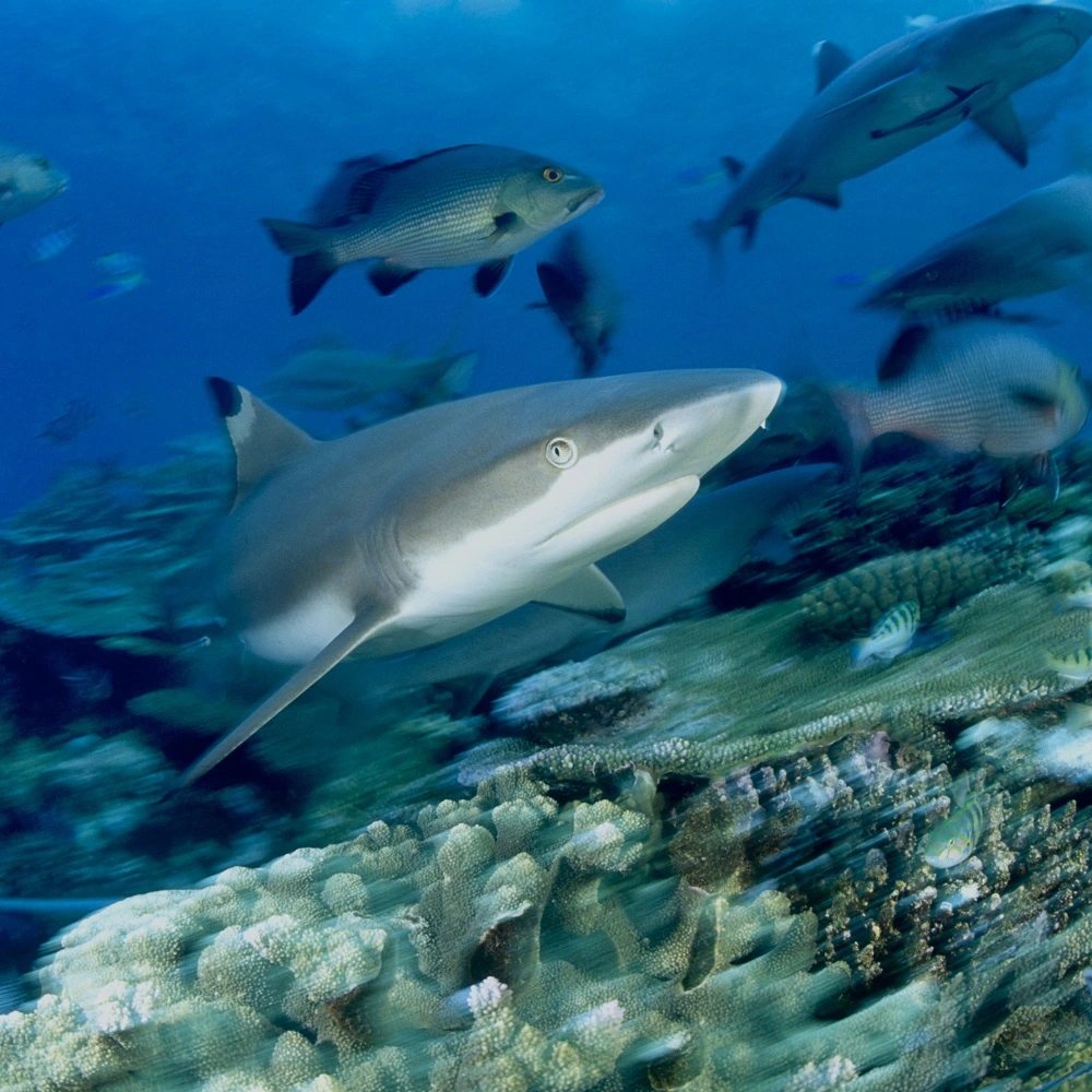 A Remarkable Comeback: 158 Sharks Spotted in Maya Bay